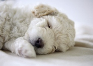 フワフワの白い毛のトイプードルの子犬が、顔の下に左手を引いて、熟睡しています