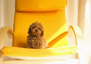 大きな黄色いロッキングチェアーの上に、フワフワの茶色い毛のトイプードルの子犬が、ちょこんと座っています